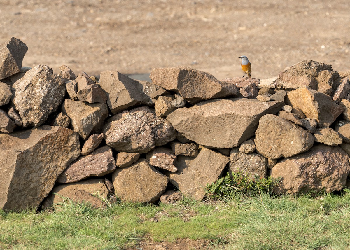 Sentinel Rock-Thrush - ML618049605