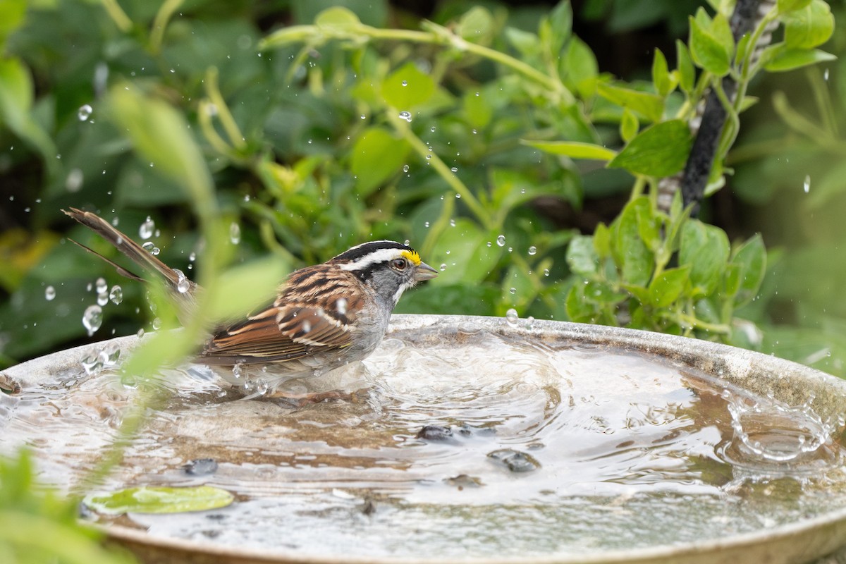 White-throated Sparrow - ML618049608