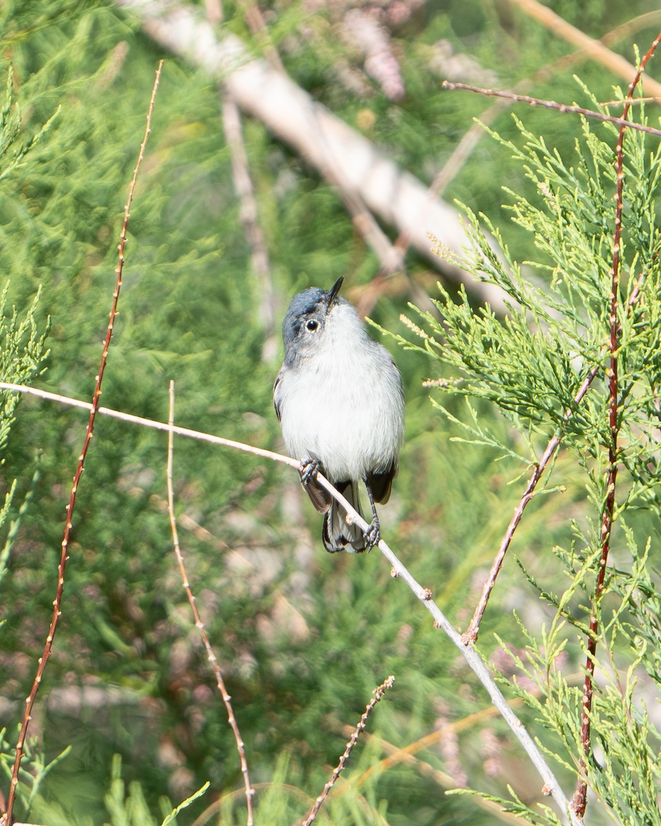 Blue-gray Gnatcatcher - ML618049620