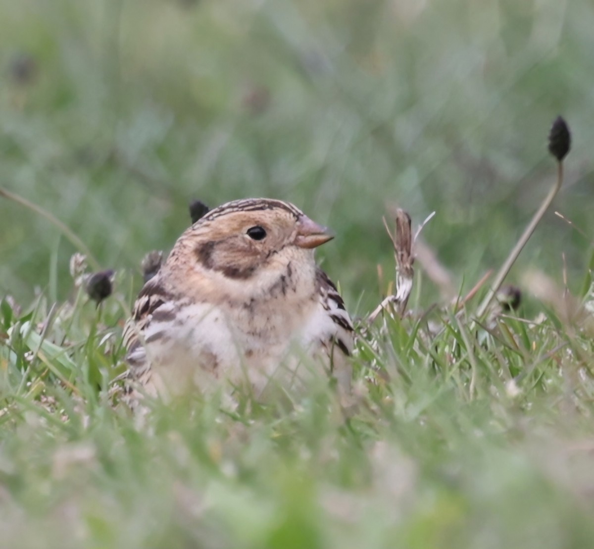 Lapland Longspur - ML618049621