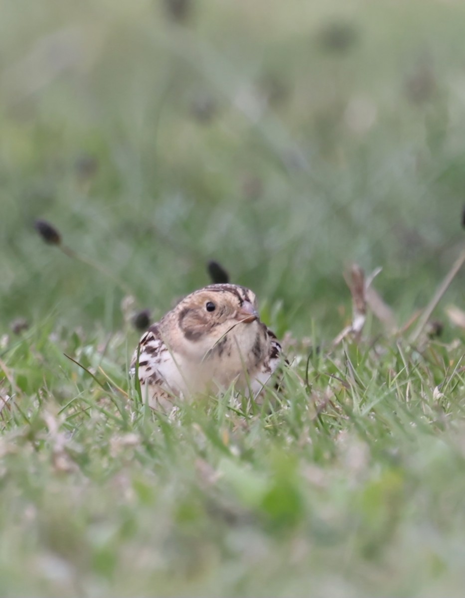 Lapland Longspur - ML618049622