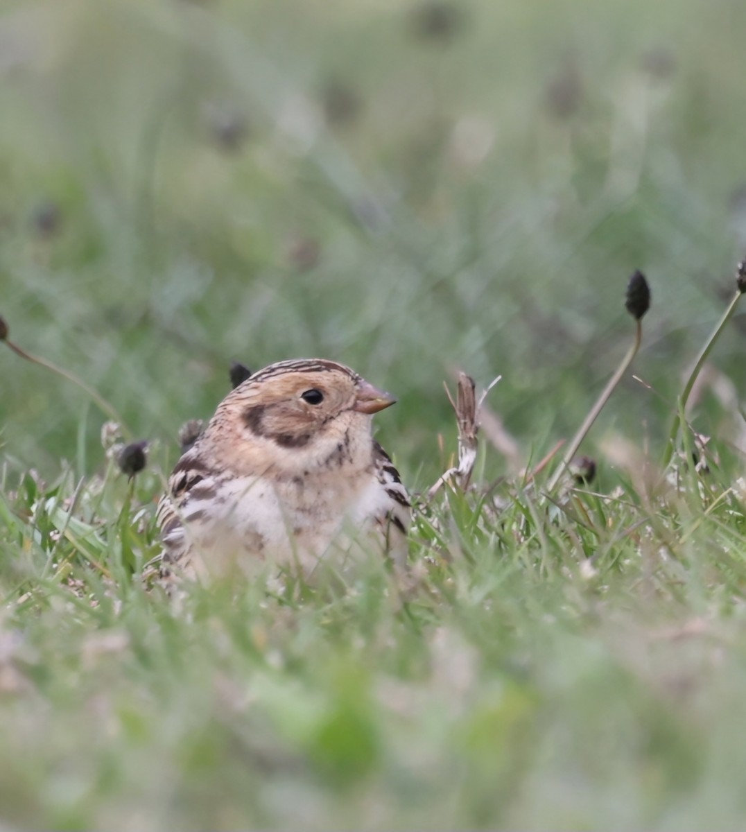 Lapland Longspur - ML618049623