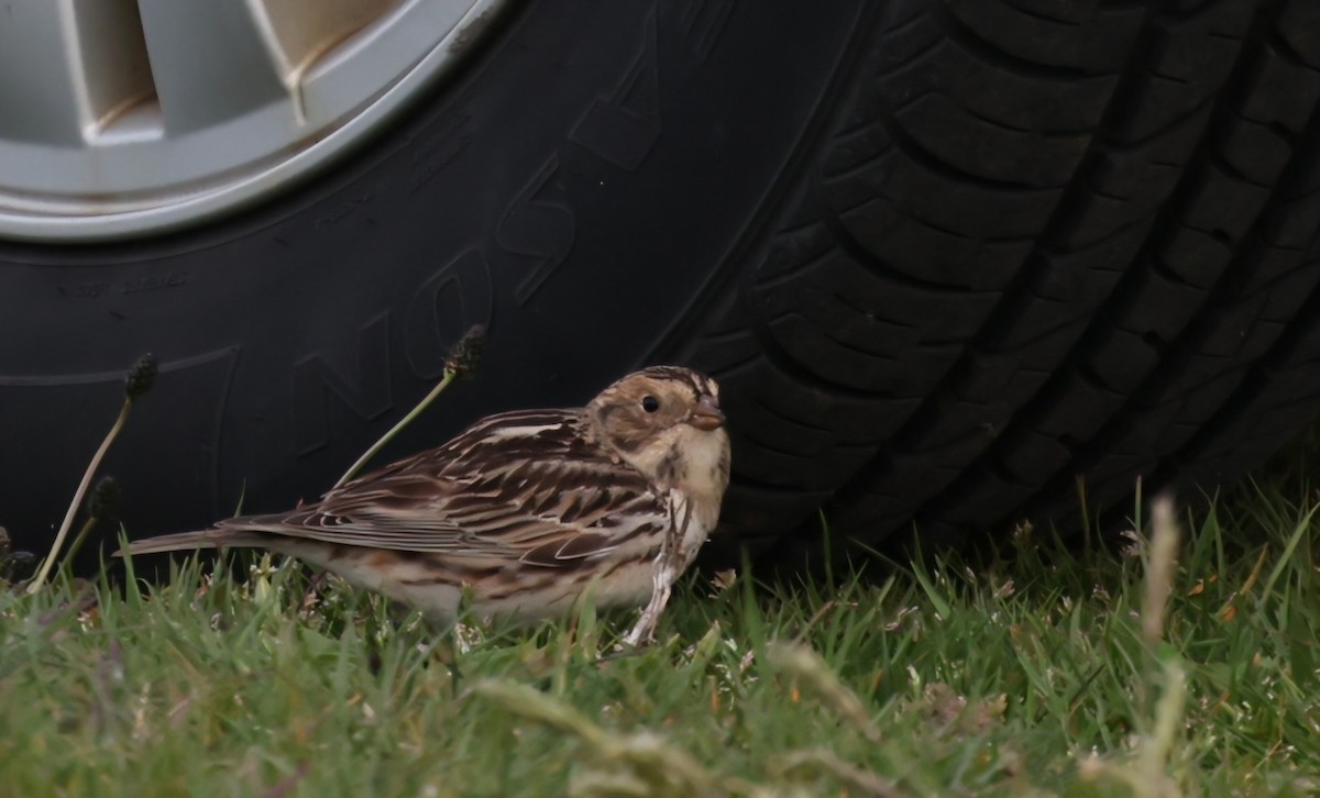 Lapland Longspur - ML618049625