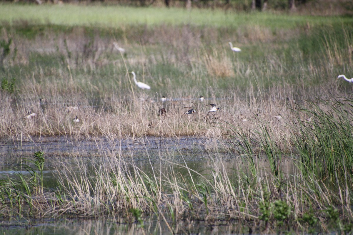 Wilson's Phalarope - ML618049630