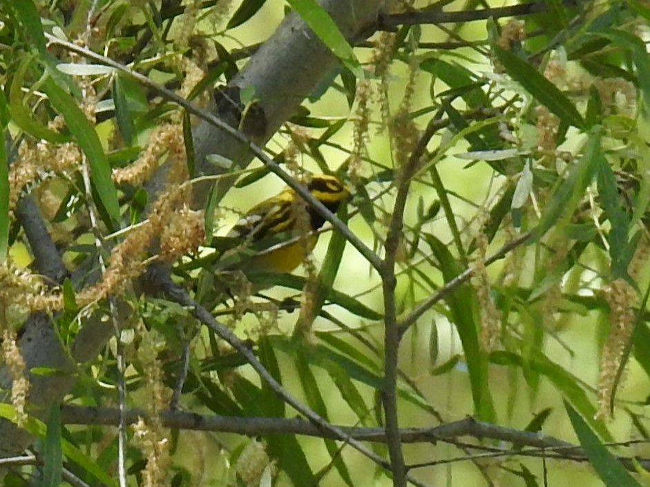 Townsend's Warbler - ML618049636