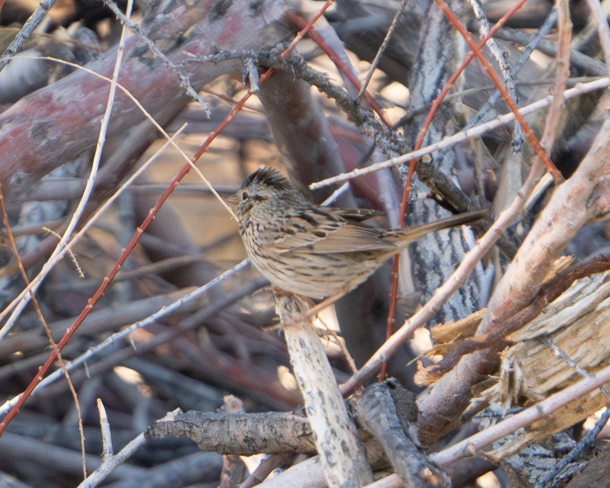 Lincoln's Sparrow - ML618049648