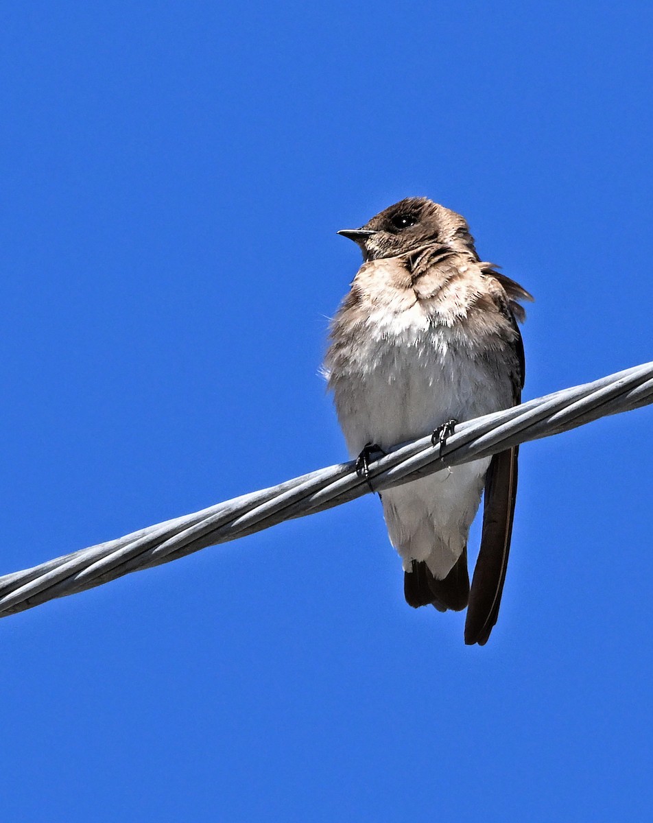 Northern Rough-winged Swallow - Jennifer Leat