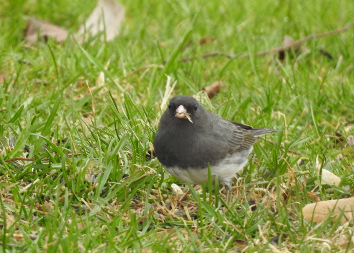 Dark-eyed Junco (Slate-colored) - Max Francioni