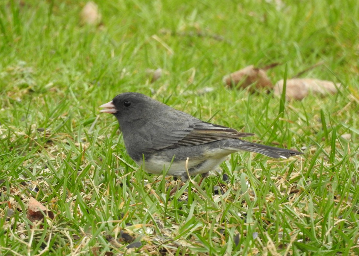 Dark-eyed Junco (Slate-colored) - Max Francioni