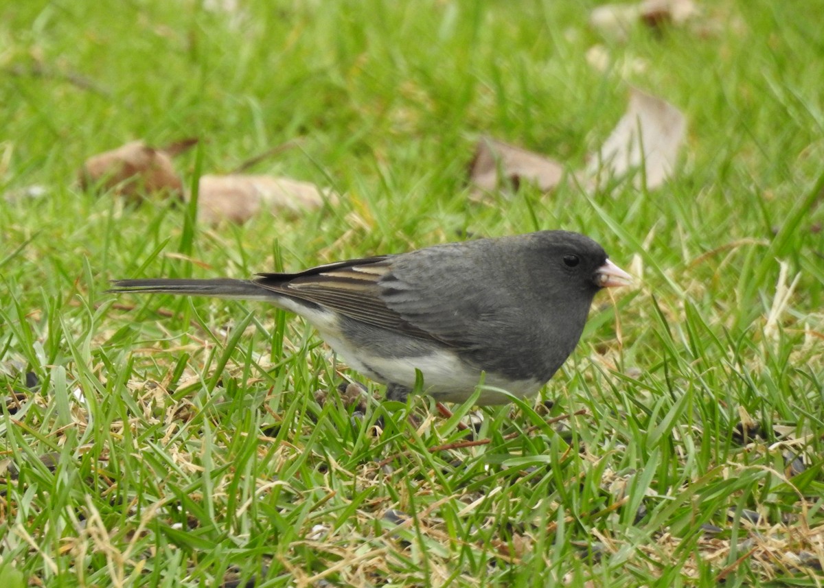 Dark-eyed Junco (Slate-colored) - Max Francioni