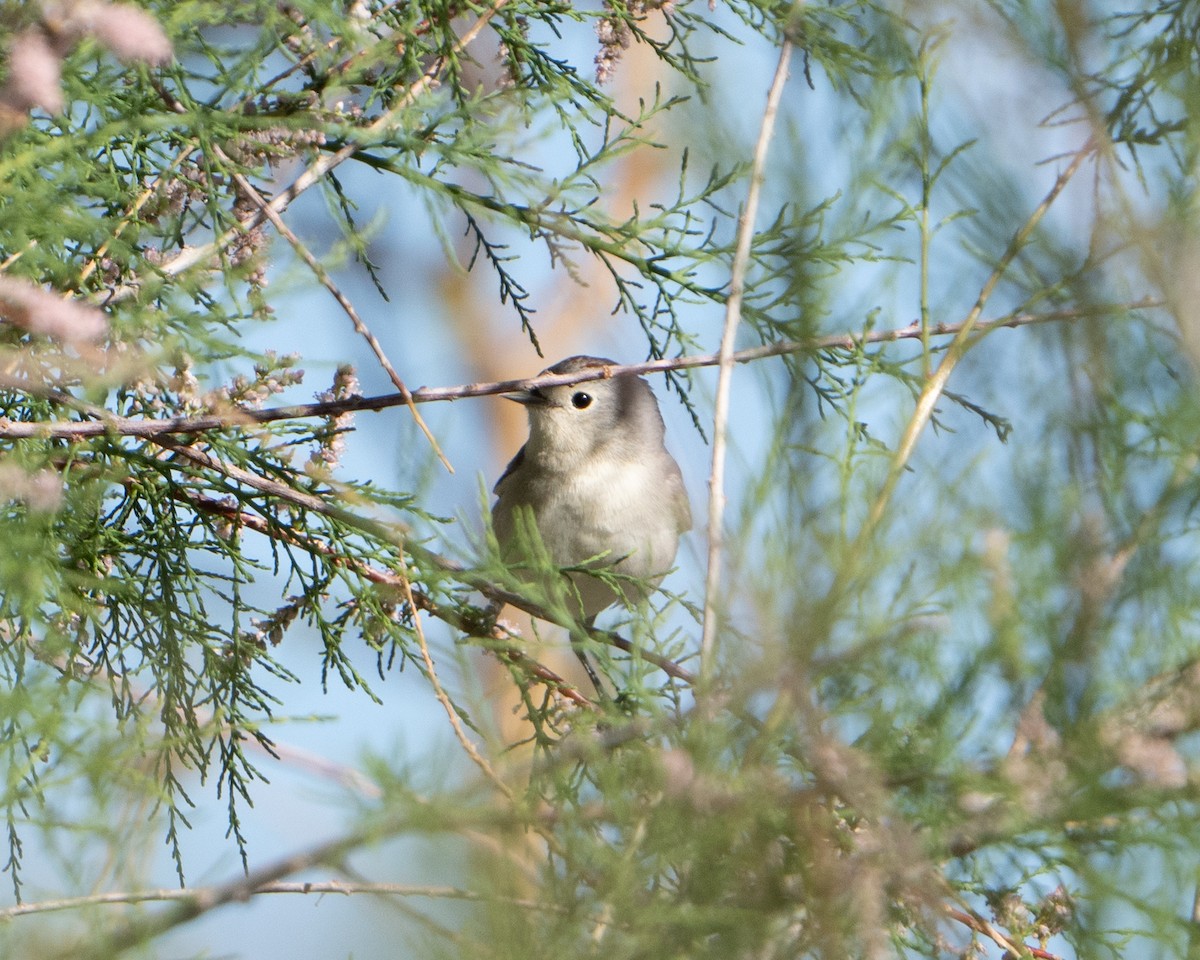 Lucy's Warbler - David Anderson