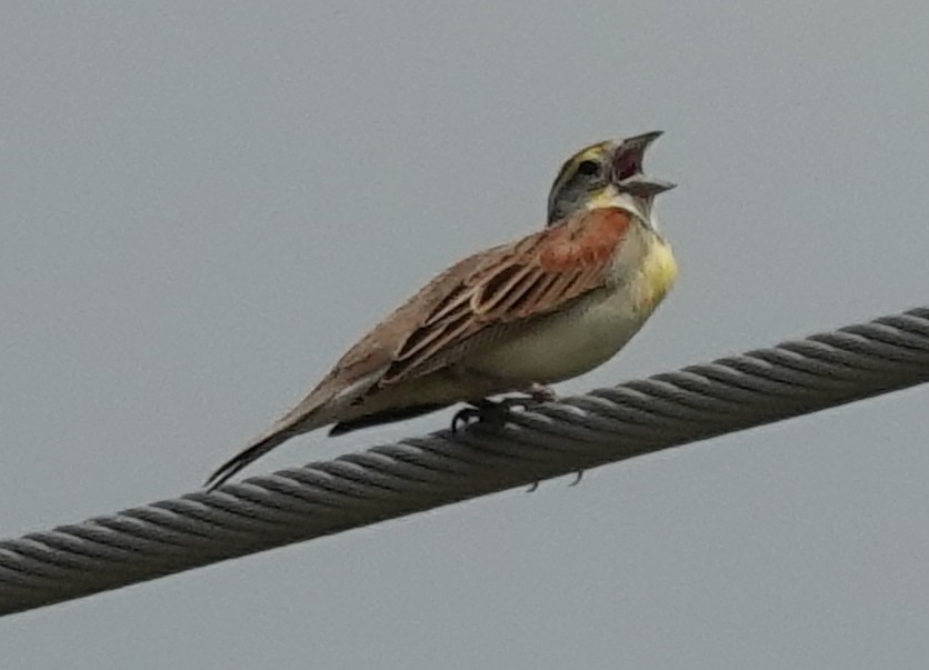 Dickcissel - ML618049674