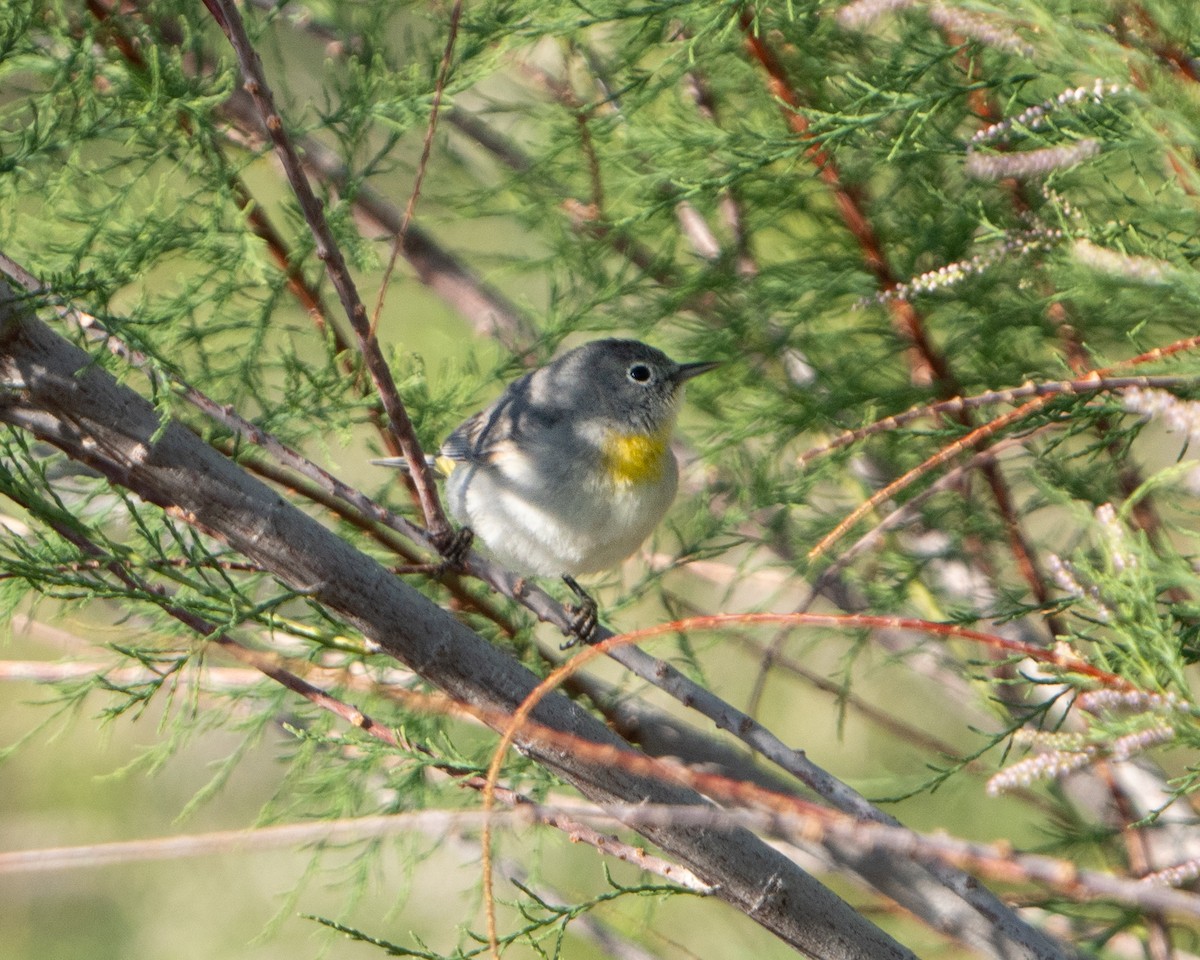 Virginia's Warbler - ML618049689