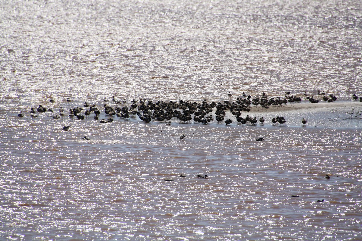 Avoceta Americana - ML618049723