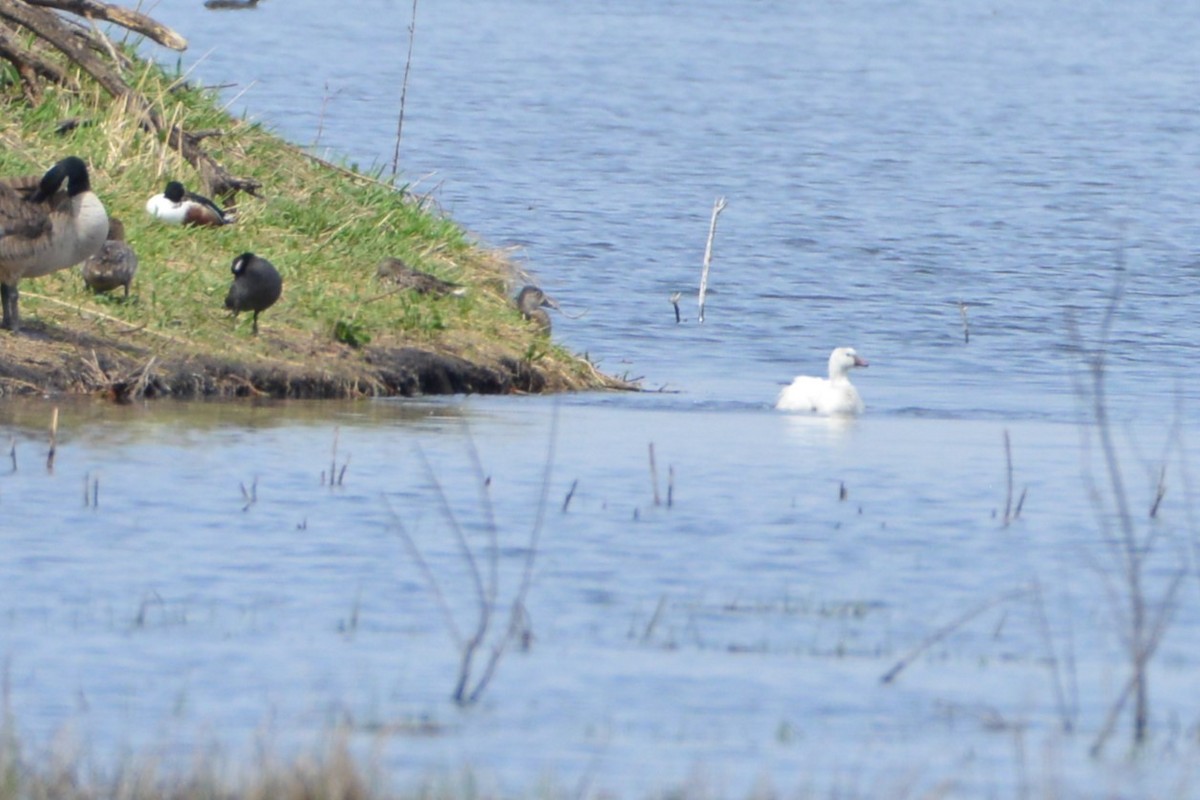 Ross's Goose - ML618049724