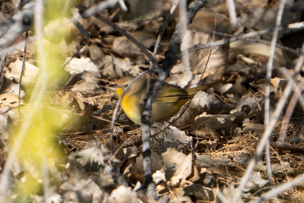 Common Yellowthroat - ML618049731