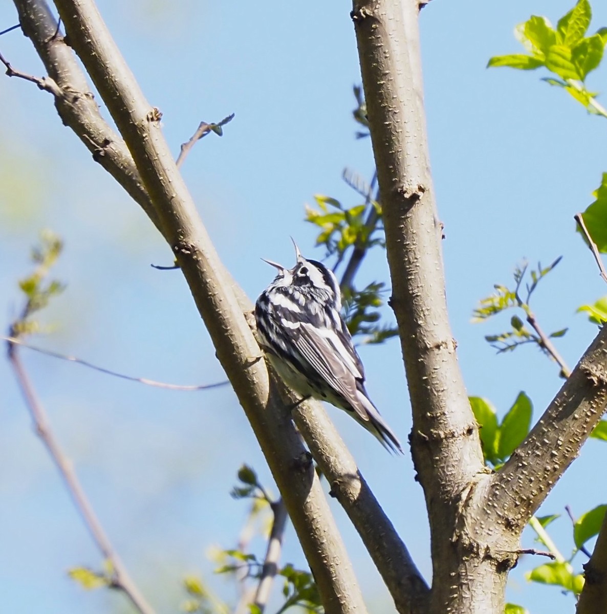 Black-and-white Warbler - ML618049742