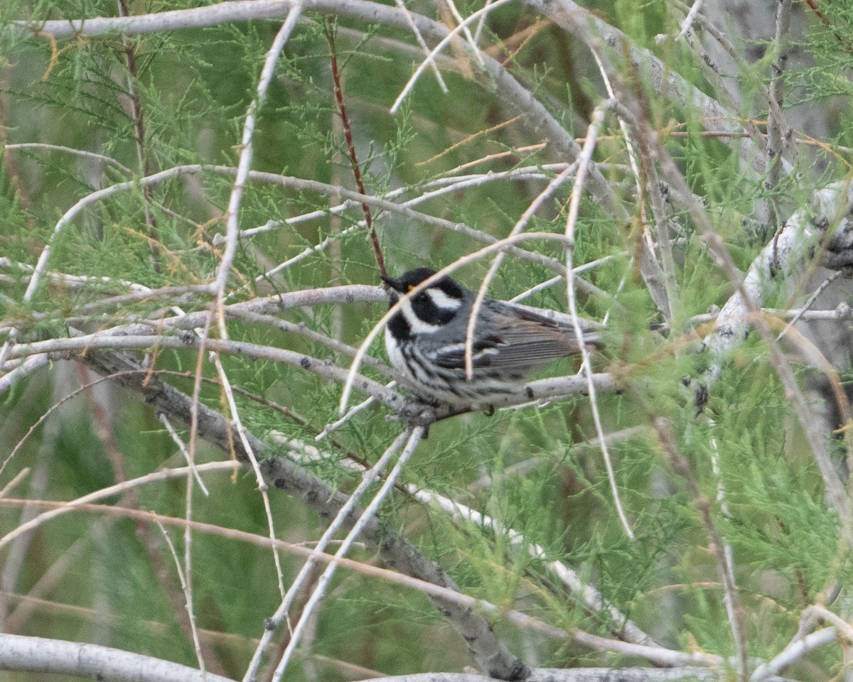 Black-throated Gray Warbler - ML618049745