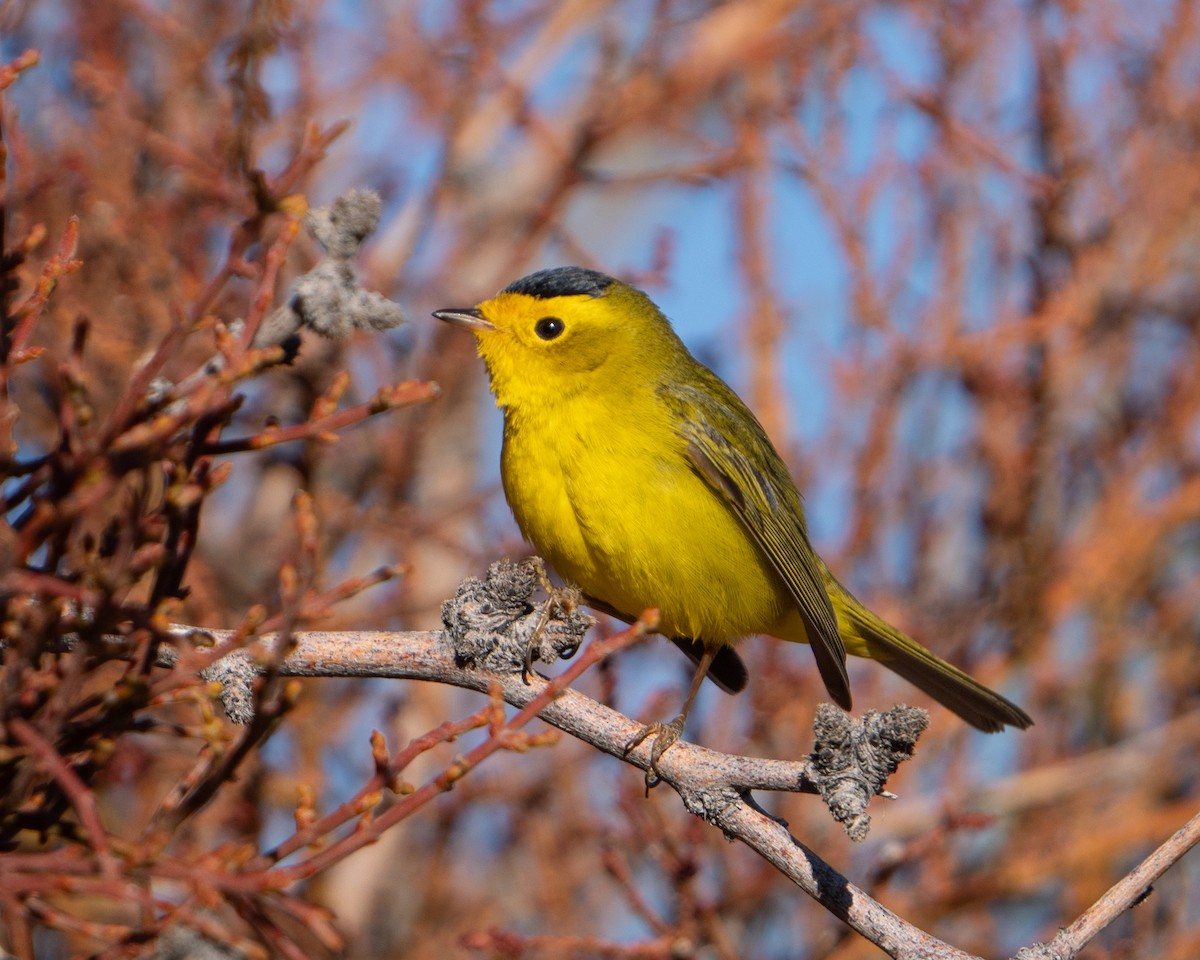 Wilson's Warbler - ML618049750