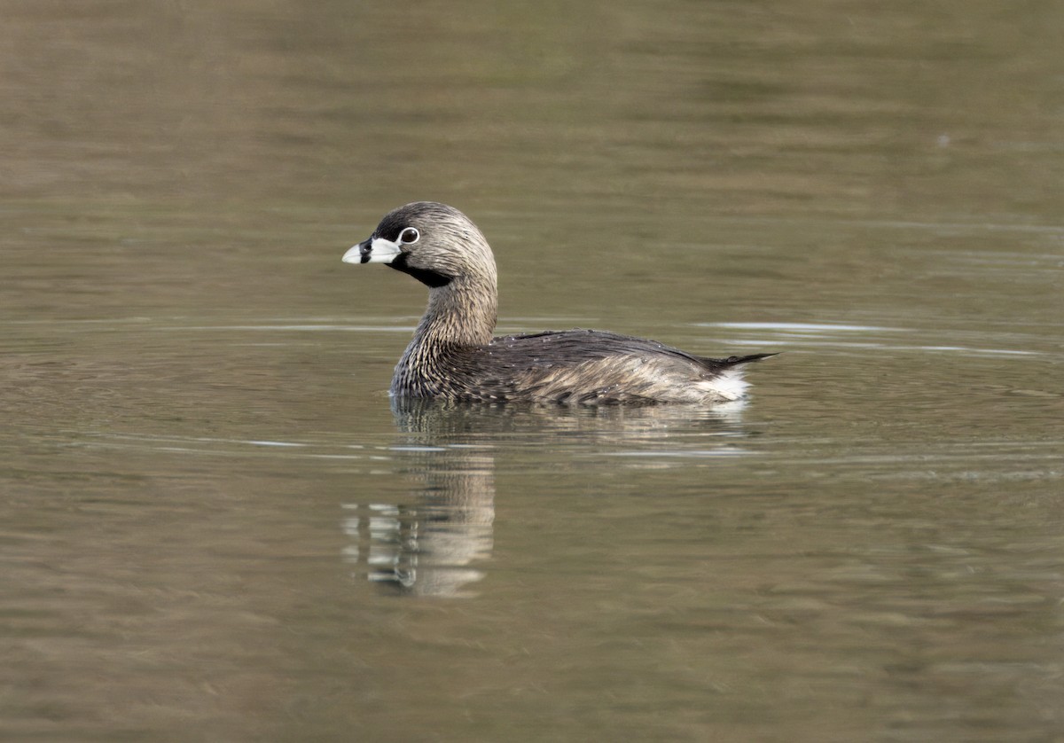 Pied-billed Grebe - ML618049765