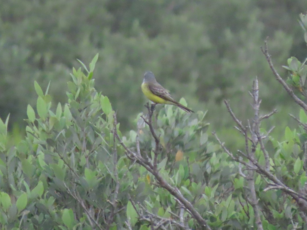Tropical/Couch's Kingbird - Maia Ginsburg