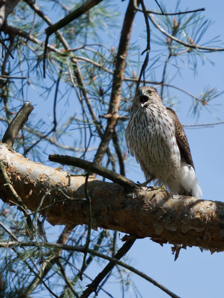 Cooper's Hawk - ML618049885