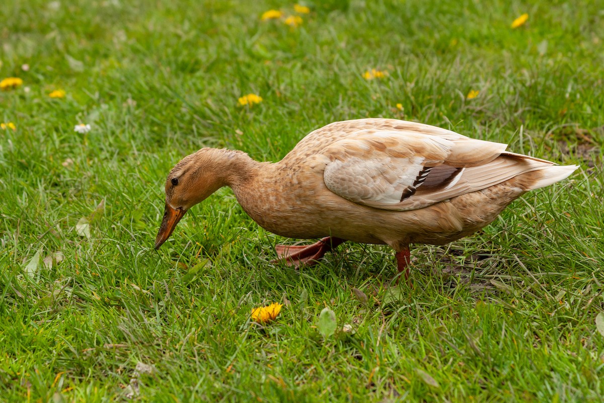 Mallard (Domestic type) - ML618049912