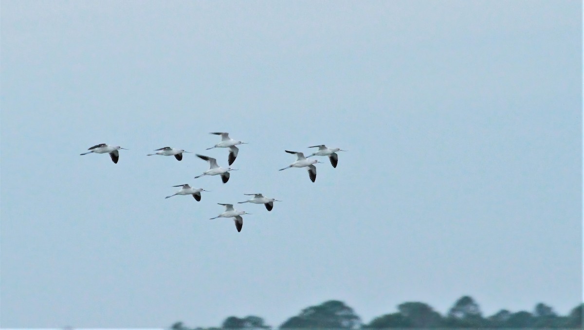 American Avocet - Thomas Smith