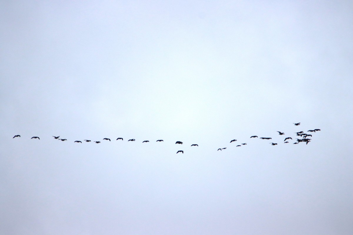 Greater White-fronted Goose - ML618049924