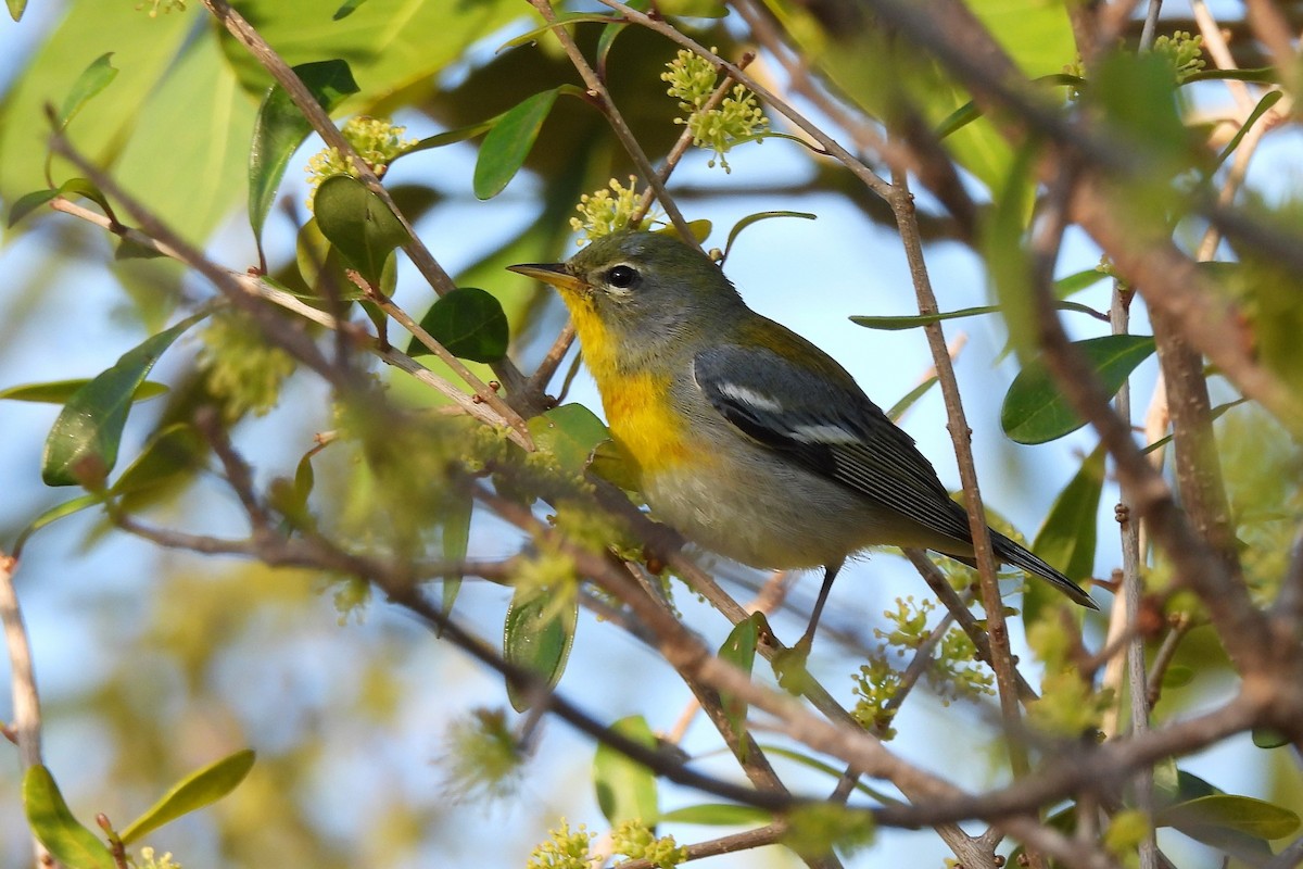 Northern Parula - ML618049942