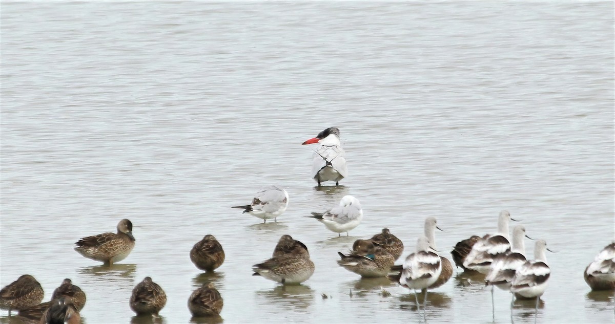 Caspian Tern - ML618049973