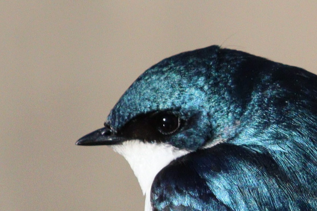 Tree Swallow - James Teitgen