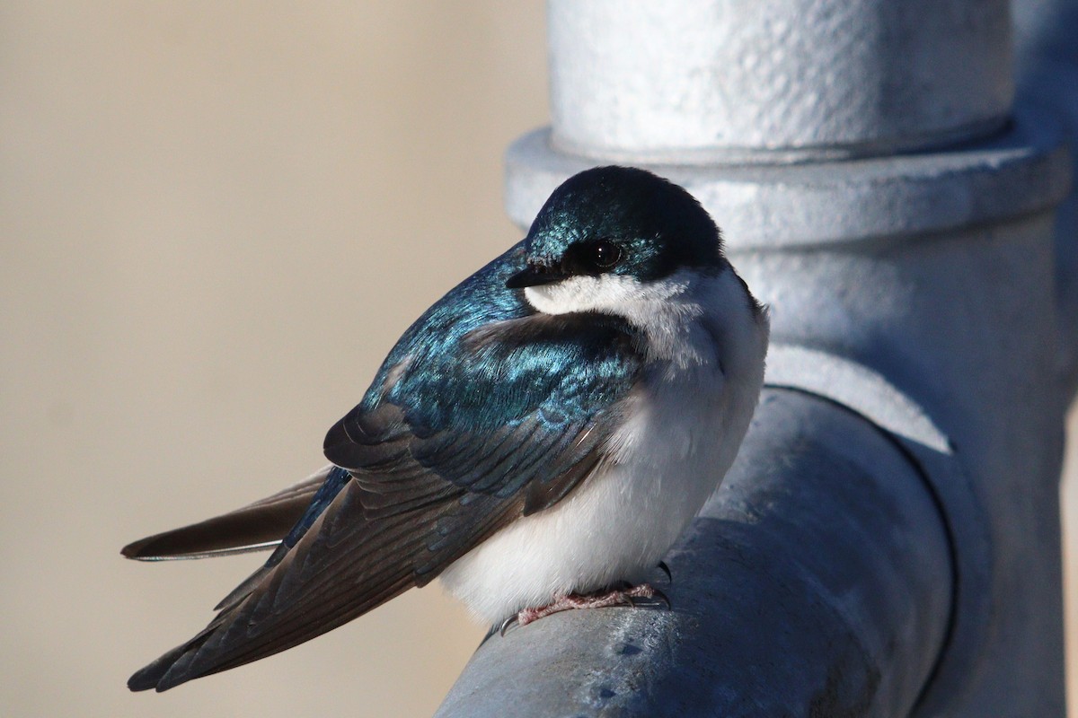 Golondrina Bicolor - ML618050005