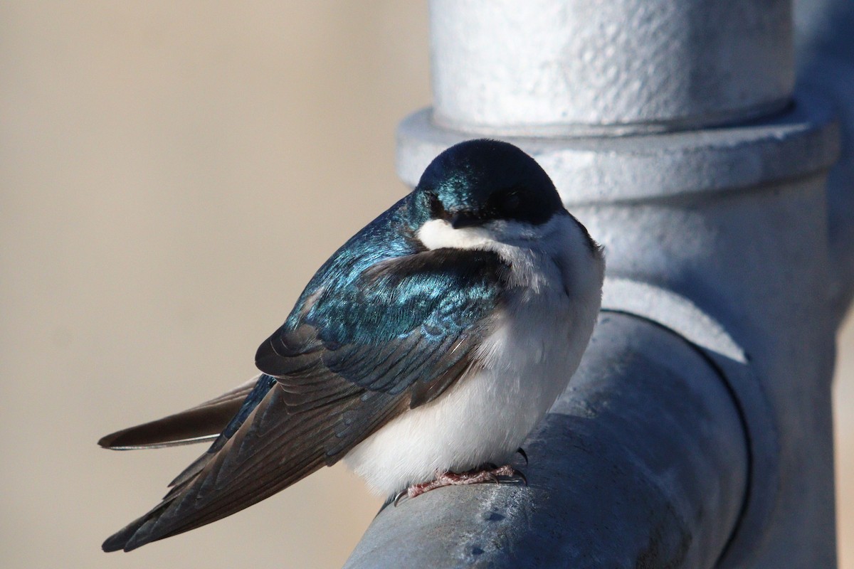 Tree Swallow - ML618050006