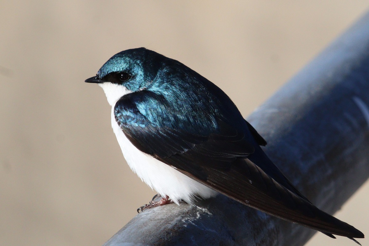 Golondrina Bicolor - ML618050007