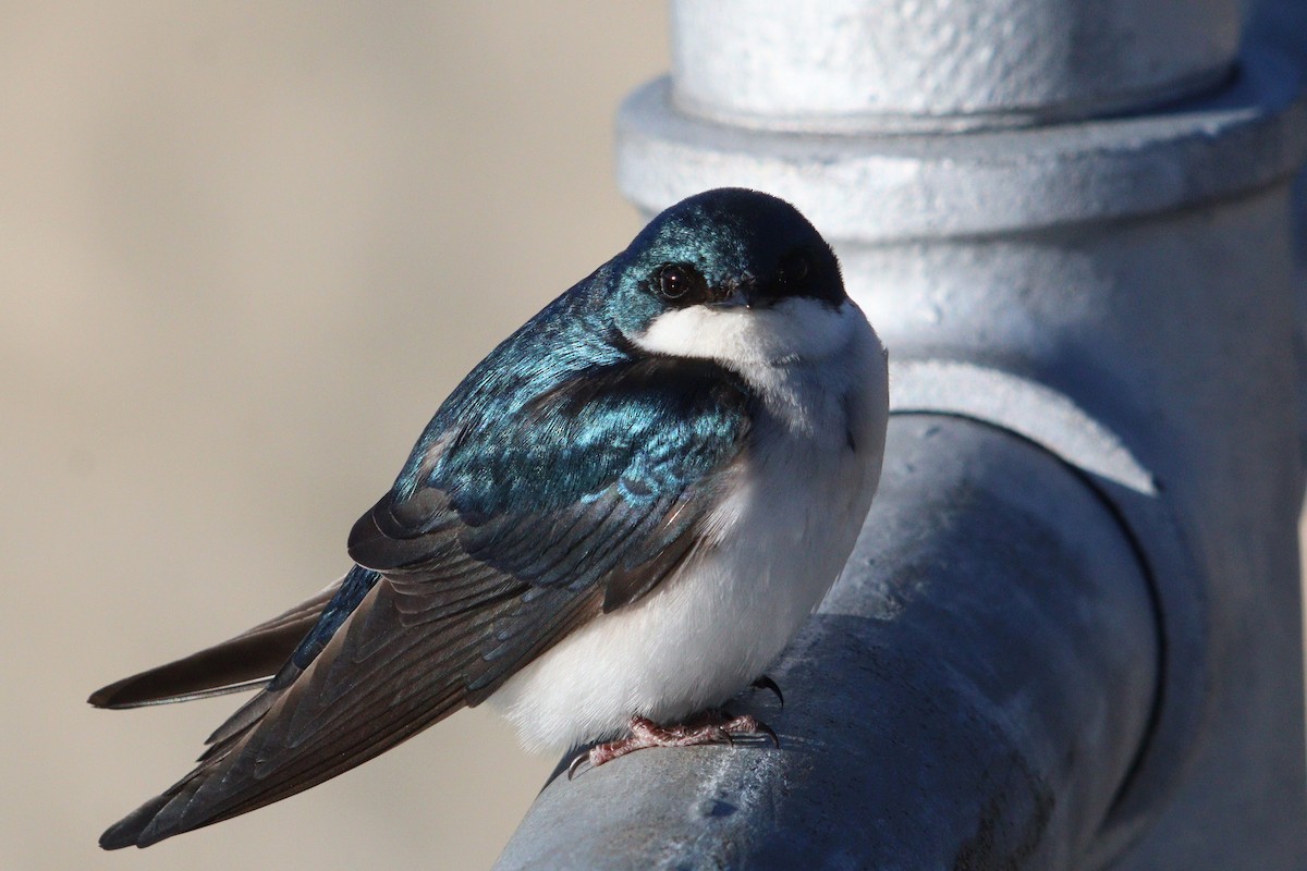 Golondrina Bicolor - ML618050009