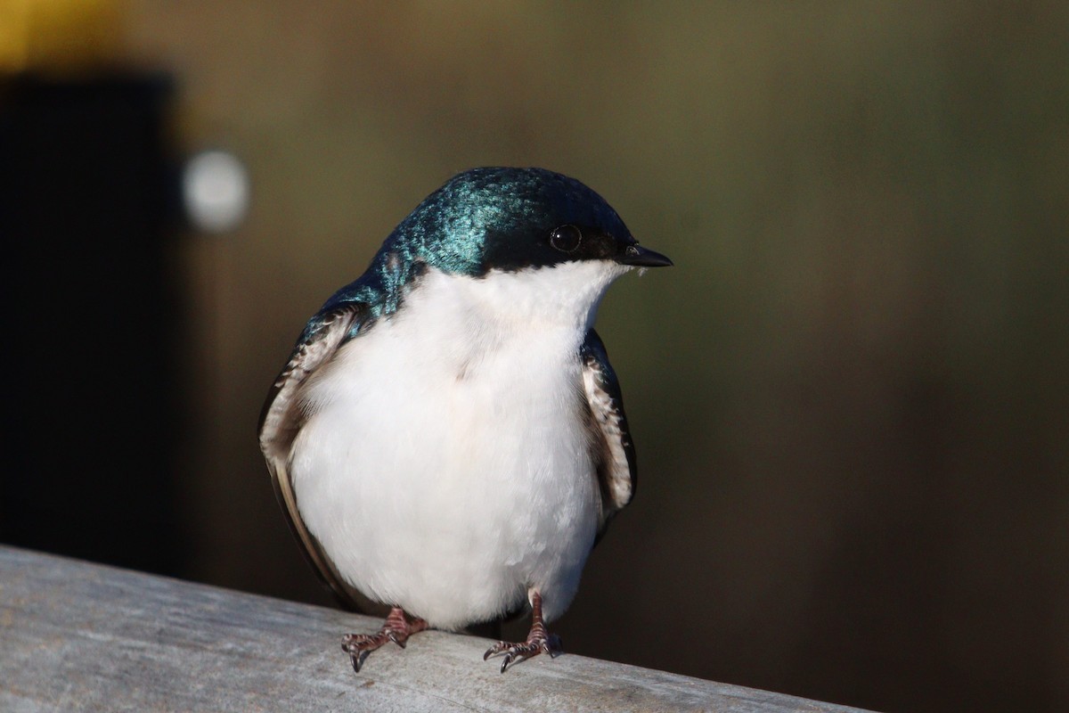 Golondrina Bicolor - ML618050010