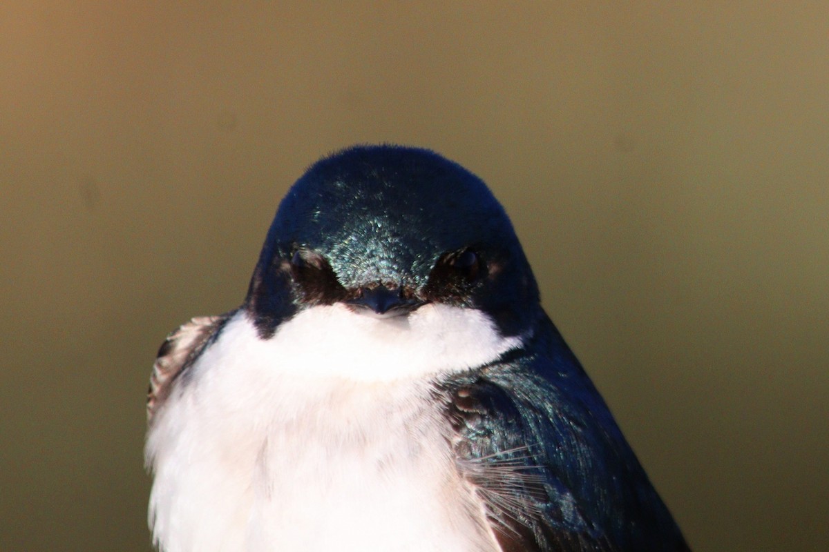 Golondrina Bicolor - ML618050012