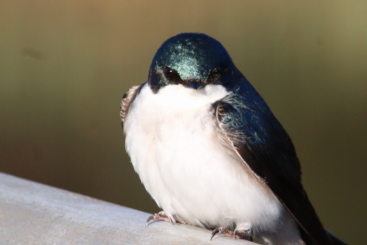 Tree Swallow - ML618050013