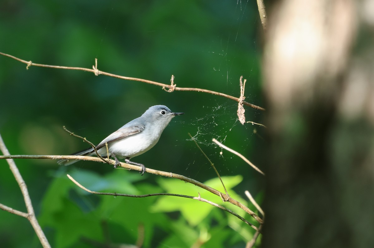 Blue-gray Gnatcatcher - ML618050016