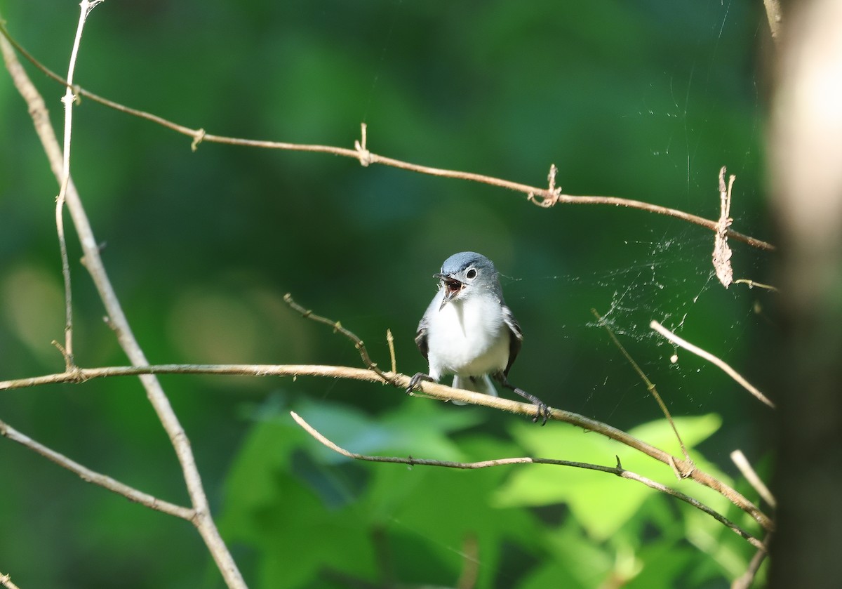 Blue-gray Gnatcatcher - ML618050017