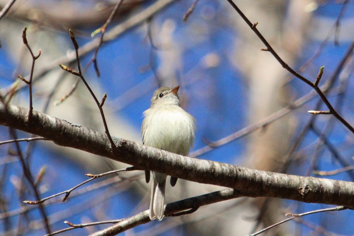 Least Flycatcher - ML618050049