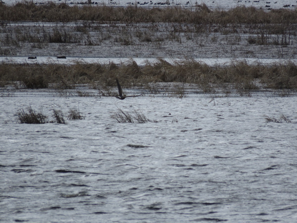 Northern Harrier - ML618050062