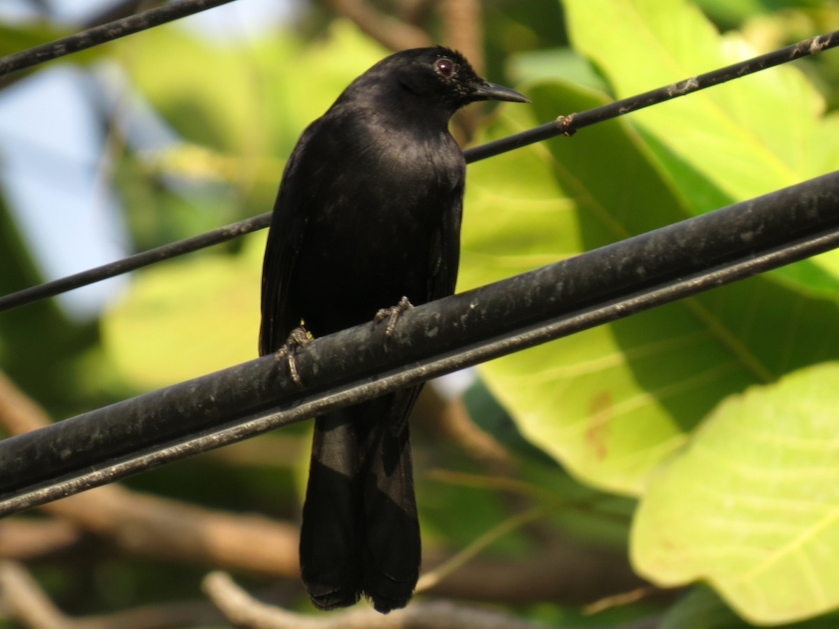 Black Catbird - ML618050095