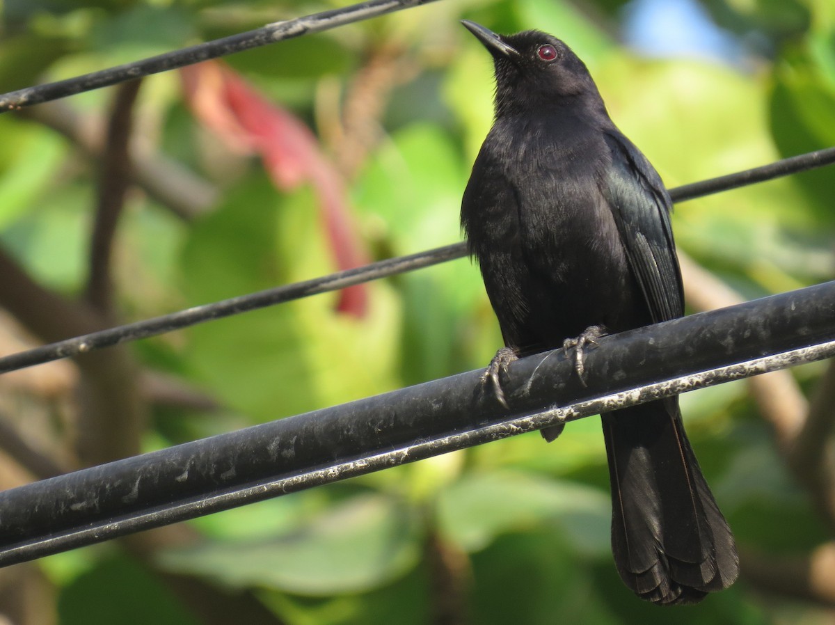 Black Catbird - ML618050096