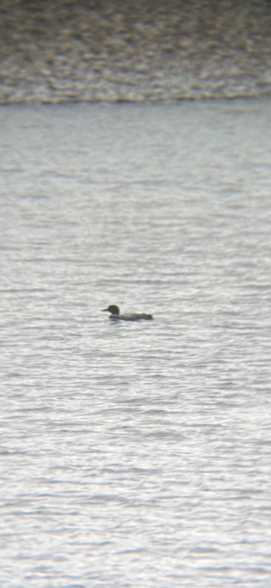 Common Loon - ML618050129