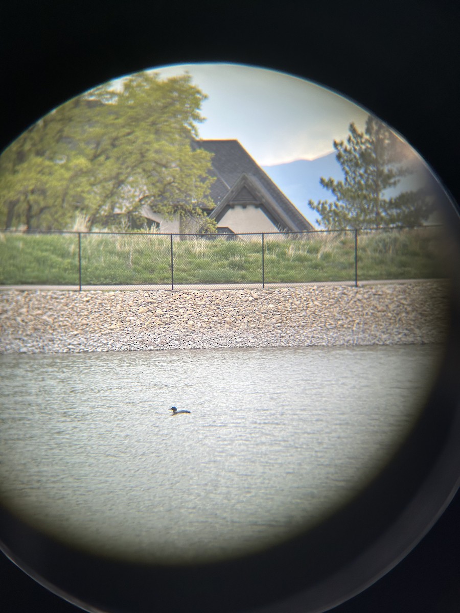 Common Loon - ML618050130