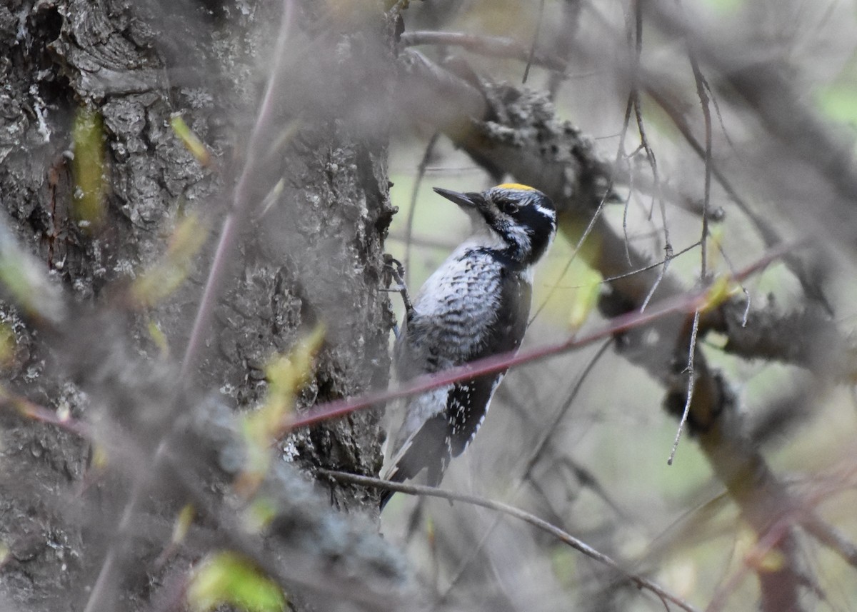 American Three-toed Woodpecker - ML618050135