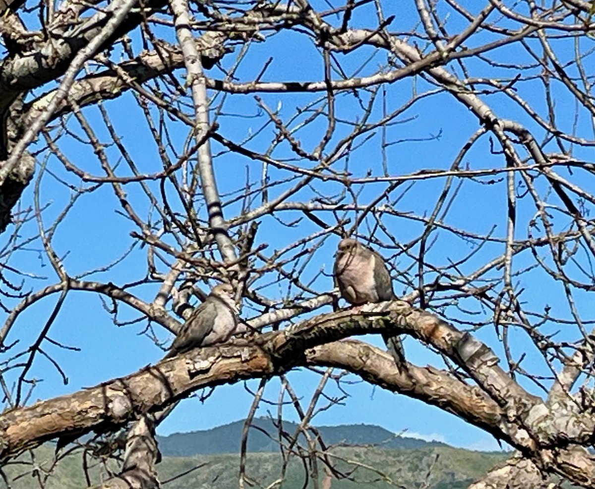 Mourning Dove - ML618050155