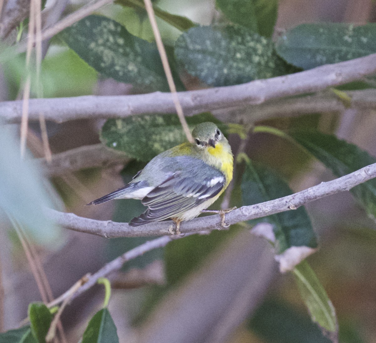 Northern Parula - ML618050158